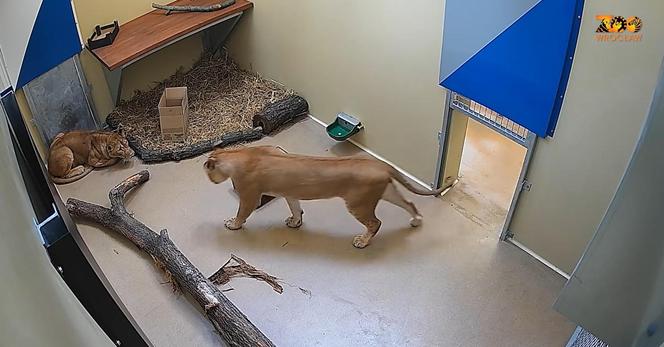 Młode lwice Wanja i Malkia są już we wrocławskim zoo. Do nowej lwiarni trafi także Togo 