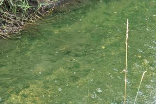 Rzeka Drwinka w Krakowie została zatruta? Zielona woda i fetor. MPEC odpiera zarzuty aktywistów 