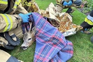 Nietypowa akcja strażaków pod Toruniem. Ratowali uwięzionego koziołka