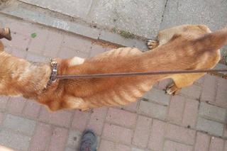 Egona właściciele porzucili w środku lasu