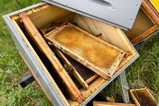 Zniszczył pasiekę w pałacowym ogrodzie. Trzy rodziny pszczół zginęły