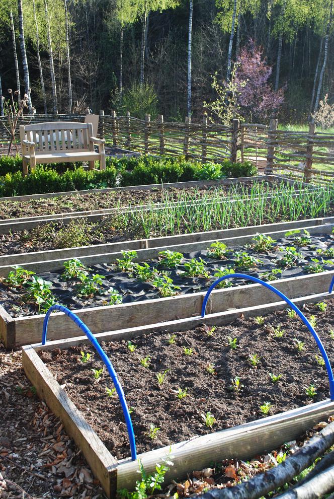 Warzywnik Katarzyna Bellingham