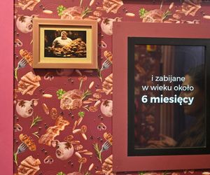 Reporterzy Super Expressu zamienili się w świnie. To pierwsze takie miejsce w Polsce. Nietypowy escape room w Warszawie