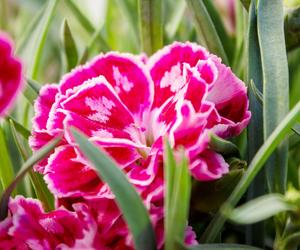 Goździk ogrodowy (Dianthus caryophyllus)