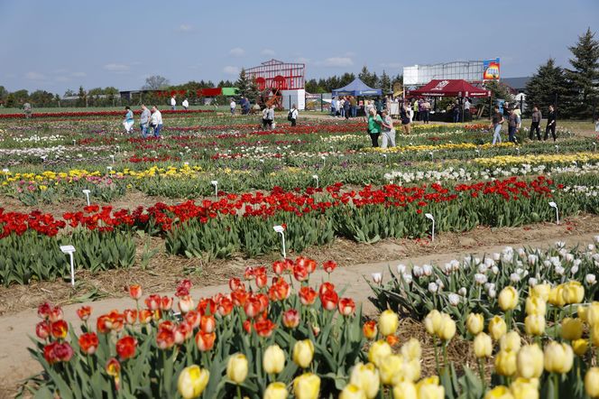 Świto Tulipanów 2025
