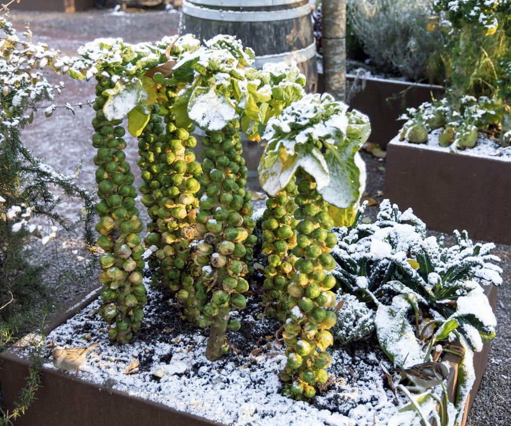 Zimowy zbiór warzyw: co zostawić w gruncie na zimę?