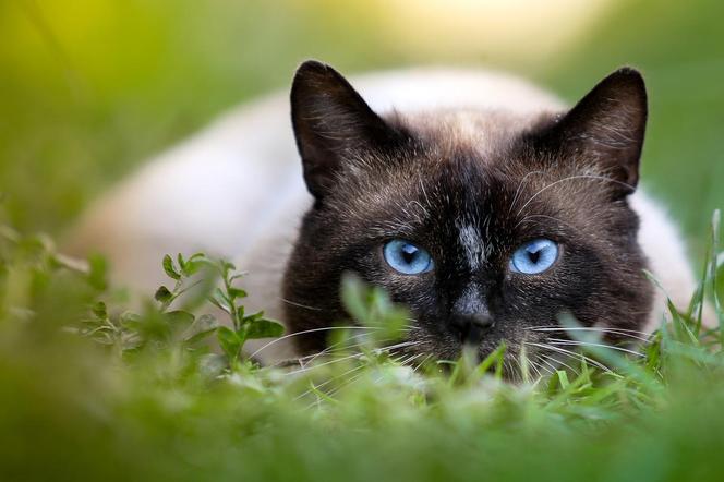 Wypuszczasz kota na zewnątrz? Przyczyniasz się do śmiertelnego zagrożenia dla ponad 2 tysięcy gatunków!