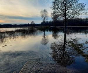 Widowiskowe powodziowe rozlewisko Wisły w Strzyżawie. Piękne, ale niebezpieczne. Woda podchodzi pod domy 