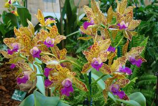 Cattleya – katleja - królowa orchidei. Uprawa storczyka katleja w domu