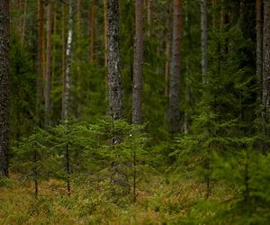 Ruszyły wzmożone kontrole w lasach. Posypią się mandaty