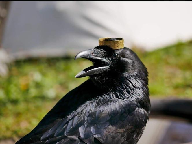 Kruk Inferi poszukiwany! Ptasi aktor oddalił się od właściciela. Pomóż go odnaleźć! [5.03.2024]