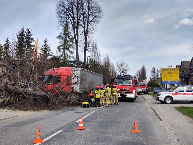 Nowy Sącz. Ciężarówka uderzyła w drzewo i zwaliła je na prywatną posesję. Jedna osoba poszkodowana