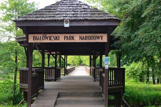W Białowieskim Parku Narodowym znaleziono zwłoki. Policja bada sprawę