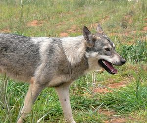 Podrapał ją pies na wakacjach i umarła! Szok w Maroku