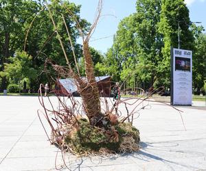 Weekend z florystyką w Lublinie. Zobacz imponujące roślinne instalacje w centrum miasta!