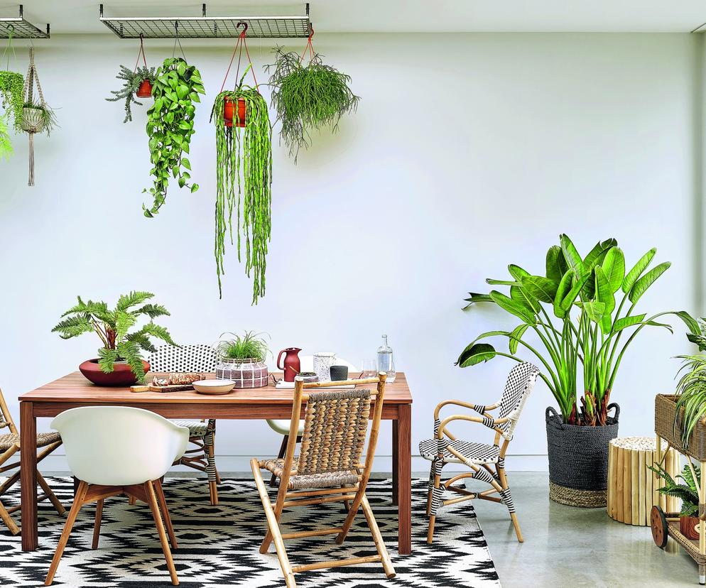 Twoja roślina umiera? Może to jeden z tych powodów! Ekspert radzi