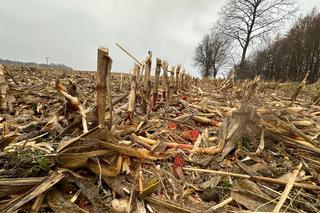 Pan Jan wpadł pod kombajn ścinający kukurydzę! Dramat rolnika