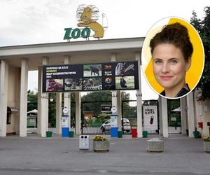  Wojna w zoo we Wrocławiu! Dyrektorka donosi na prezeskę do prokuratury. Nieprawidłowości czy polityka?