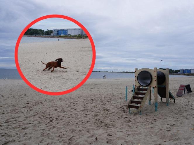 Jedyne takie miejsce na plażowej mapie Gdańska. Właściciele psów powinni o nim wiedzieć!