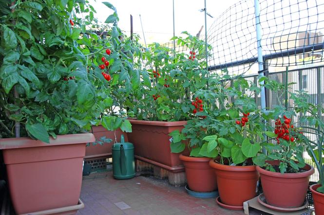 Pomidory na balkonie