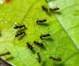 Co odstrasza mrówki? Poznaj najlepsze sposoby!