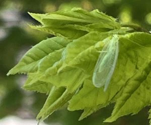 Owady pożyteczne w ogrodzie