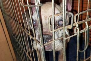 Łodzianka w takich warunkach trzymała blisko 100 buldogów!