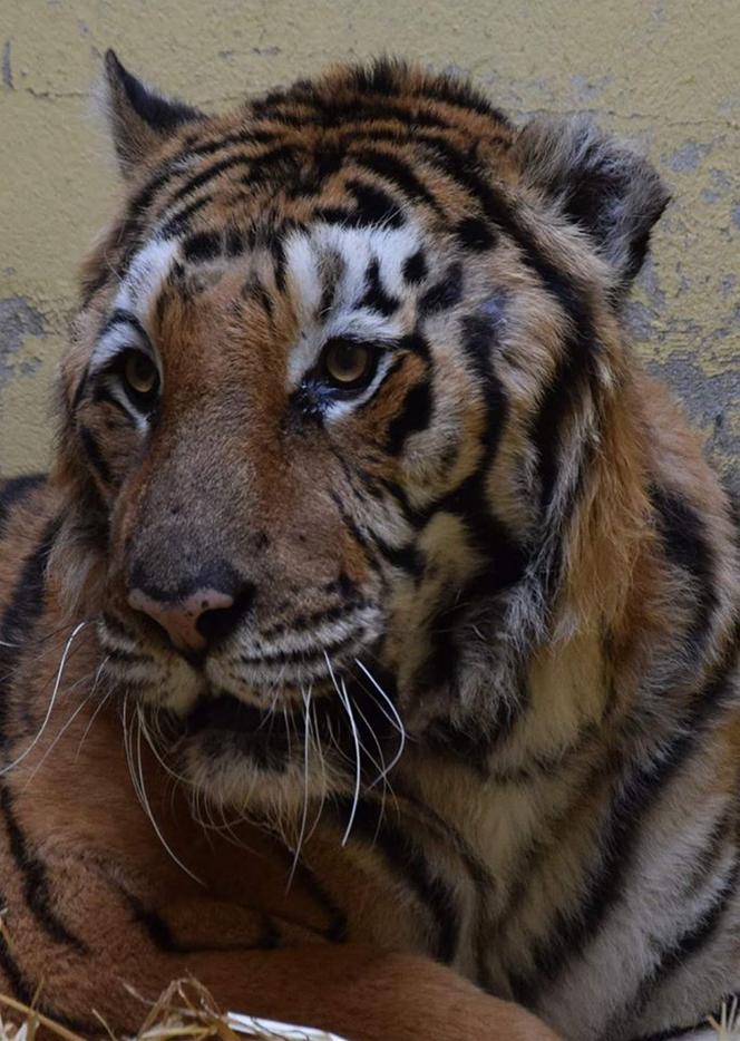 Operowany tygrys w poznańskim ZOO walczy o życie