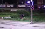 Niepoprawny romantyk zrywał tulipany w centrum Bydgoszczy. Szybko tego pożałował [ZDJĘCIA]
