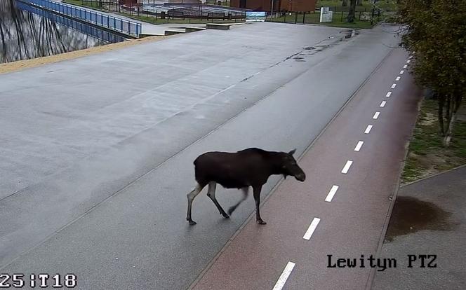 Łoś na placu zabaw w Pabianicach! Ogromne zwierzę trzeba było eskortować [ZDJĘCIA]