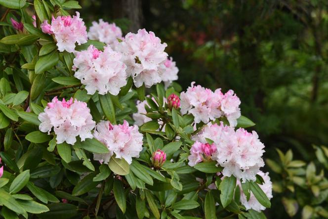 Nawozy do rododendronów