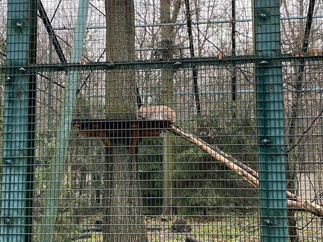 Dzień kota w łódzkim zoo. To doskonała okazja na obserwowanie nowego osobnika