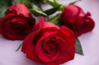 Życzenia imieninowe dla Heleny. Wierszyki i gify dla Heli z okazji imienin