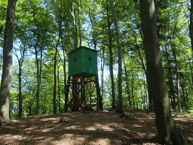 Gdzie pojechać do lasu blisko Tarnowa? Tam może ściągnąć maseczkę!