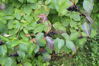 Ogród Saski w Lublinie