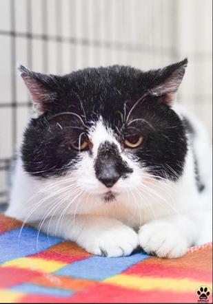 Kot do adopcji w zielonogórskim schronisku