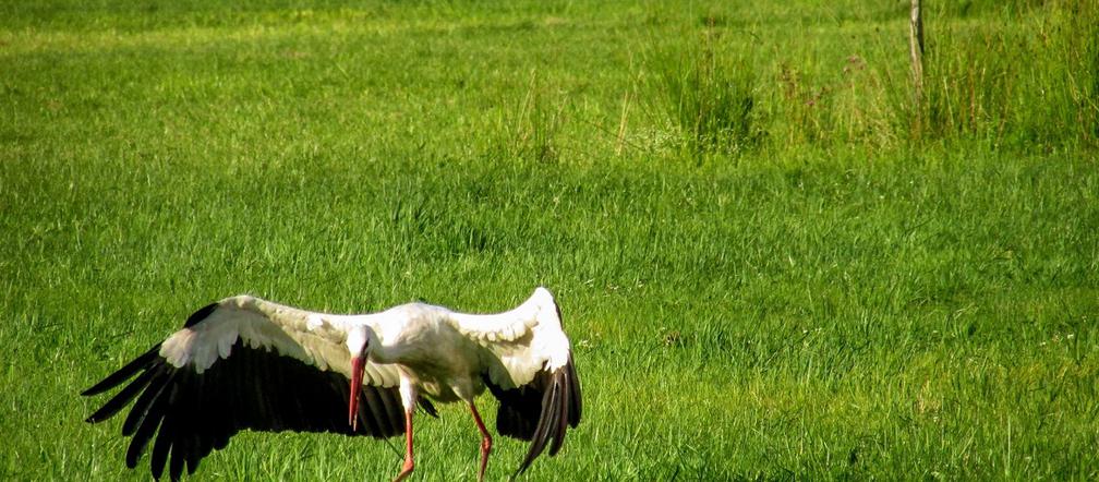 Podlaska fauna