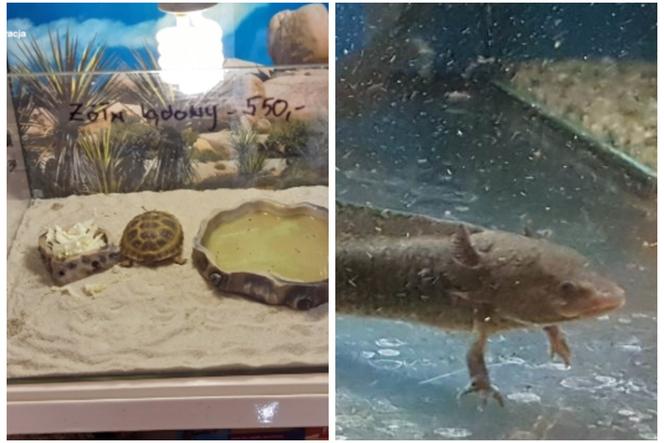 Zatrzymali żółwia stepowego, węża boa i dwie salamandry meksykańskie [FOTO]