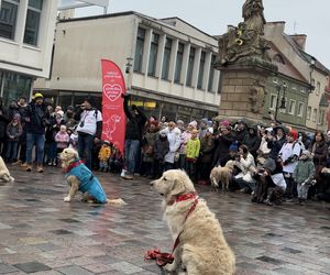 Golden Retriever WOŚP w Poznaniu