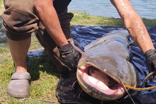 Gigantyczne sumy złowione w stawie w Starym Sączu