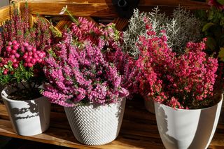 Wsyp to do doniczki z wrzosami, a pokryją się wieloma kolorami. Zasada pielęgnacji wrzosów, dzięki której krzewinki będą zachwycały całą jesień. Uprawa wrzosów w domu