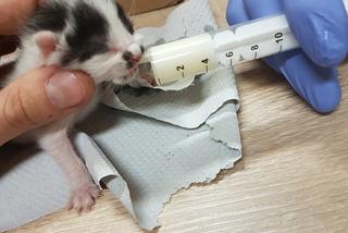 Policjanci zaopiekowali się czterema porzuconymi kociakami