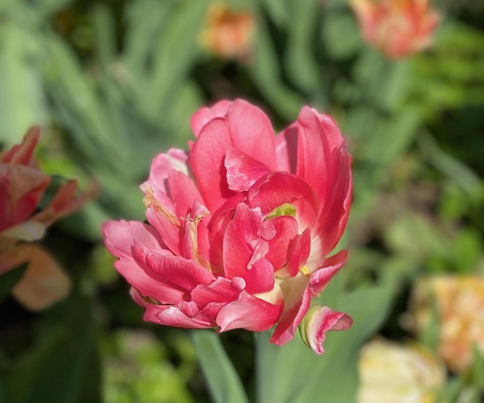 Tulipany. Co zorbić z kwiatami po przekwitnięciu?