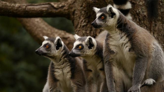 Zamojski Ogród Zoologiczny ze wzrostem turystów indywidualnych. Placówka zaprasza do rodzinnego zwiedzania