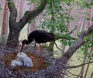 Bocian czarny wyrzucił z gniazda dwa pisklaki