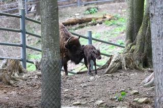 Bieszczady. W Mucznem można już oglądać małe żubry. Szukają dla nich imion!