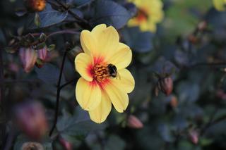 Spacer po jesiennych Ogrodzie Botanicznym w Lublinie