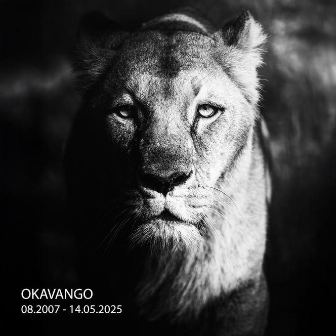 Smutek we wrocławskim zoo. Nie żyje Okavango, lwica angolska. Mieszkała w ogrodzie od 16 lat