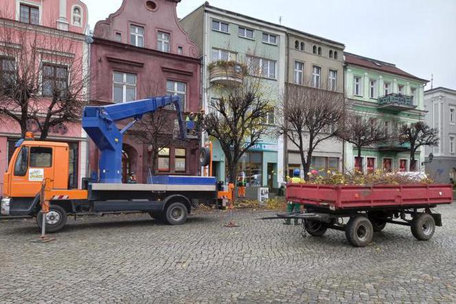 Drzewa na Rynku w Lesznie pod fachową opieką