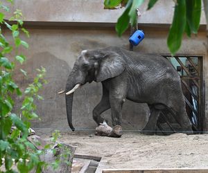 Warszawskie zoo